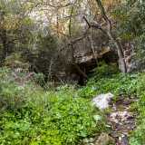Procediamo sin quando sul versante opposto del �canyon� intravediamo tra la vegetazione una cavit�: � l�ingresso principale della Grotta di Monsignore
